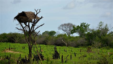 Chena Cultivation in Sri Lanka .